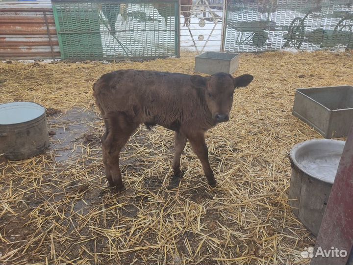 Телёнок бычок