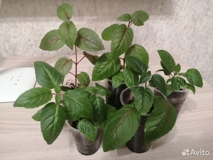 Укоренённые черенки фуксии