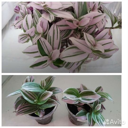 Традесканция разные сорта