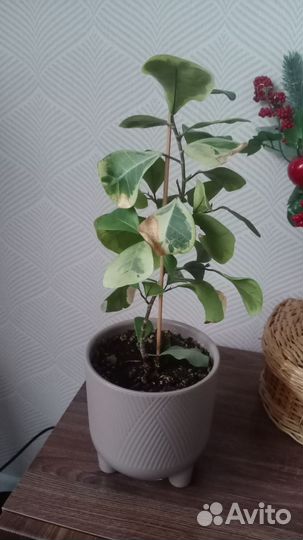 Комнатные растения