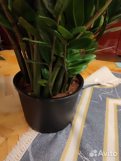 Замиокулькас