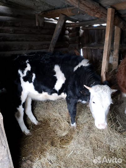 Телочки. Можно на мясо