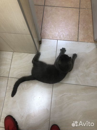 Кот в добрые руки