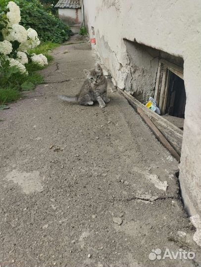 Котенок мальчик серый