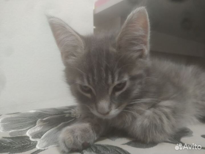 Мейн-кун помесь с сибиряком