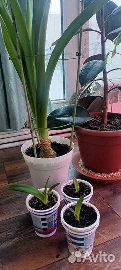 Гиппеаструм красный