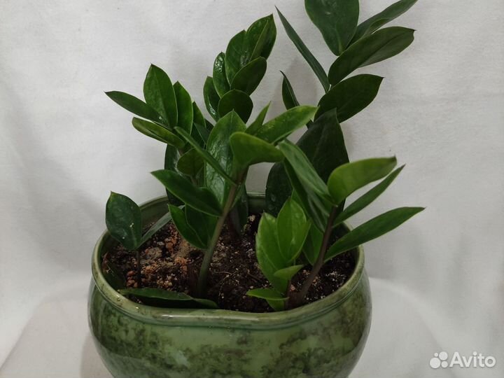 Замиокулькас