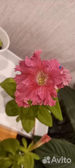 Петуния ампельная и каскадная