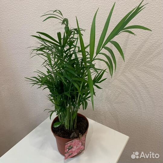 Комнатное растение Хамедорея (Пальма)