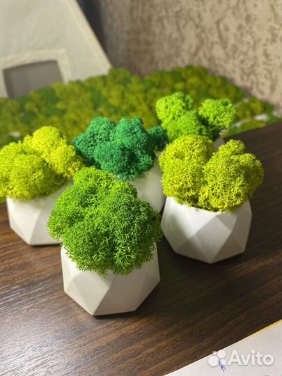 Кашпо со стабилизированным мхом (кашпо с мхом)