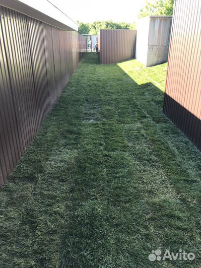 Рулоный газон