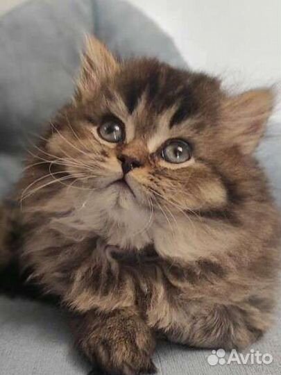 Шотландский котенок Пончик