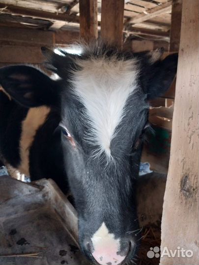Продаю телят