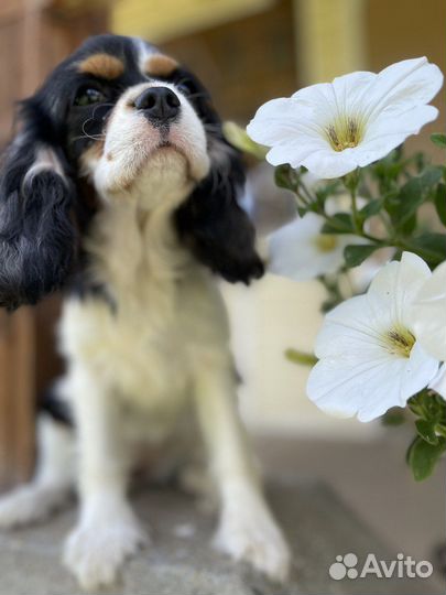 Девочка-щенок кавалер кчс окраса триколор