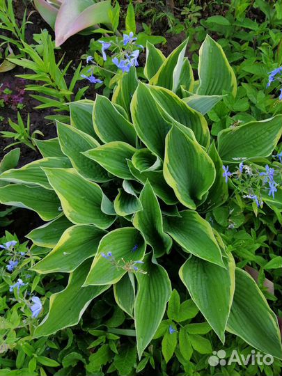 Многолетние цветы