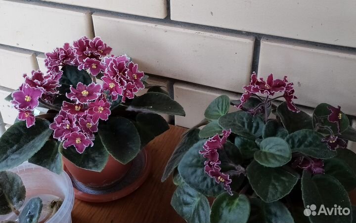 Фиалки, глоксинии-тидеи