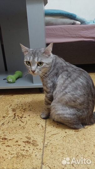 Красивая шотланская кошечка ищет дом в дар