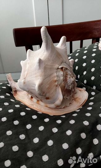 Раковина Кассис Корнута 23см коллекционная