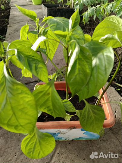 Перец острый 4 куста