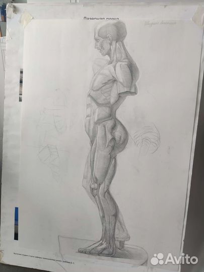 Репетитор по академическому рисунку