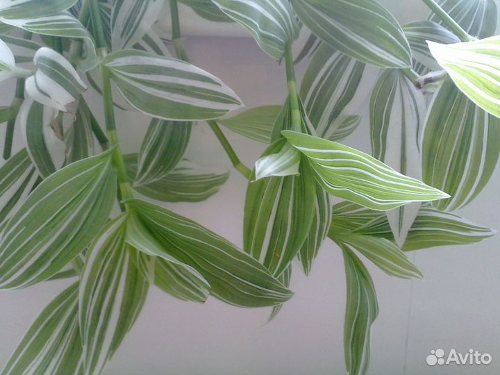 Традесканции разные своя коллекция