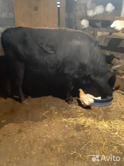 Быки живым весом