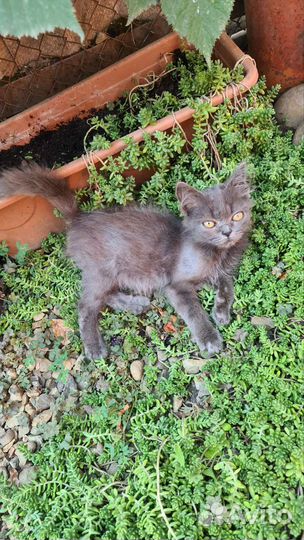 Котята от британской кошки