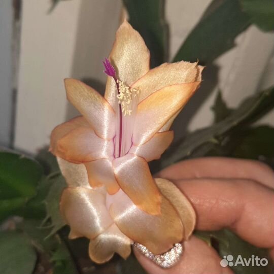 Декабрист, шлюмбергера