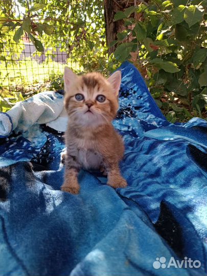 Шотландские котята