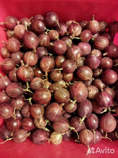 Крыжовник ягоды, белая смородина ягоды