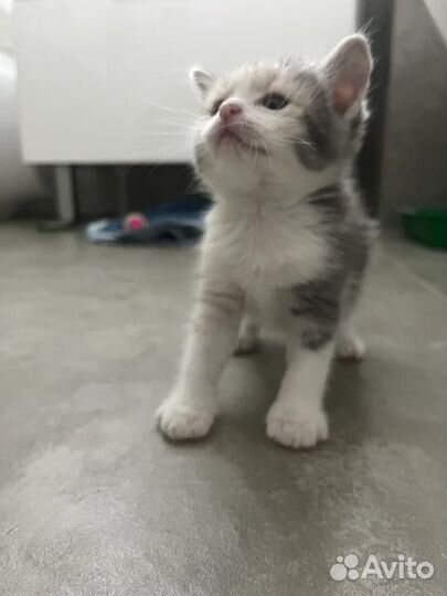 Котенок девочка в добрые руки