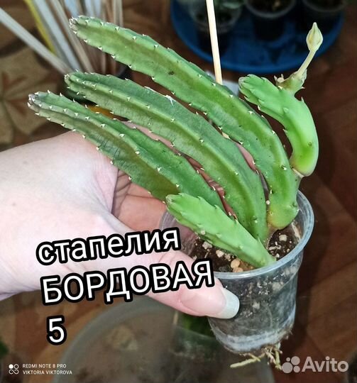 Стапелия 2 сорта, Гуэрния
