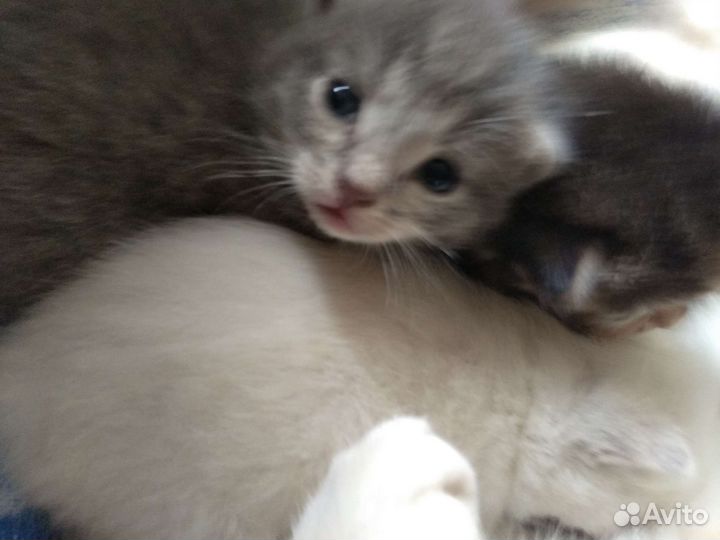 Котята в добрые руки