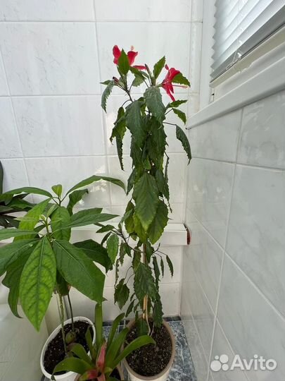 Комнатные растения: гибискус купера,авокадо и др
