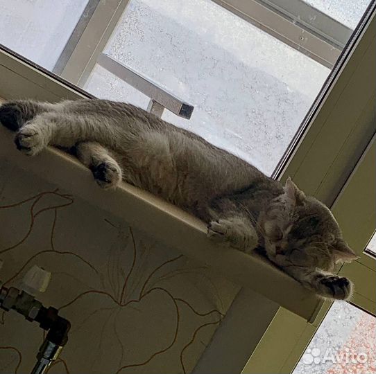 Шотландский прямоухий шиншила на вязку