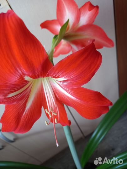 Гипераструм