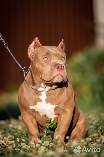 Американский булли покет щенок