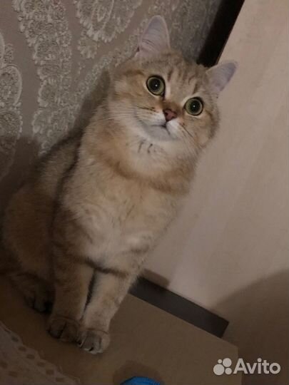 Британская золотая шиншилла