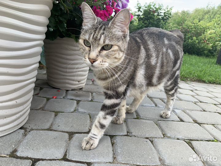 Котята курильский бобтейл