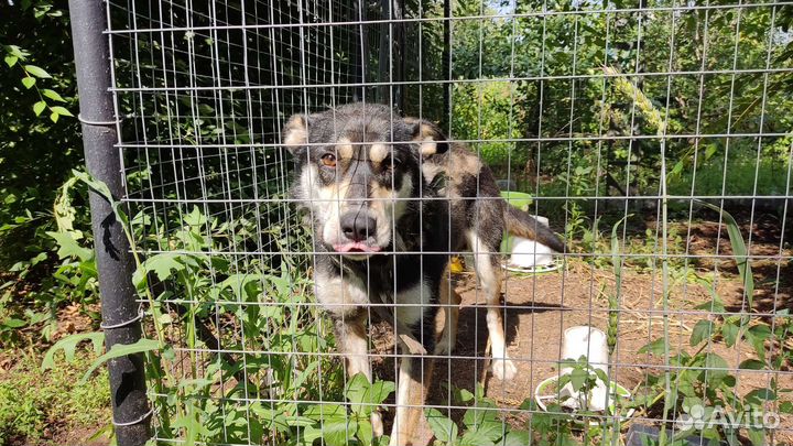 Отдам собаку в добрые руки