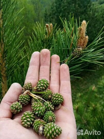 Варенье из сосновых шишек