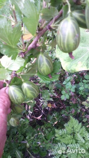 Саженцы крыжовника