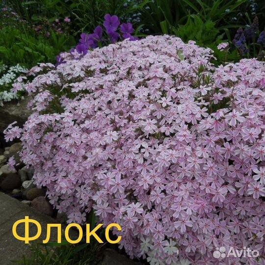 Почвопокровные. Многолетники