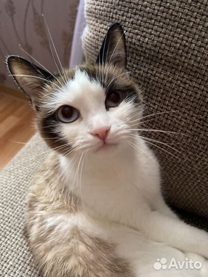 Сиамская кошечка