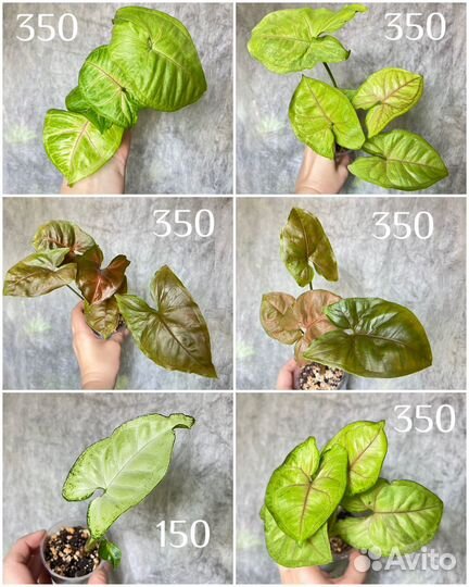 Сингониумы сортовые