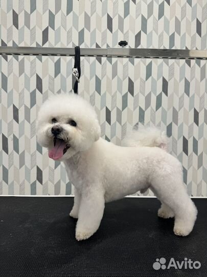 Груминг стрижка собак и кошек