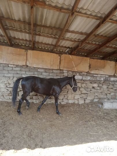 Карачаевский жеребец