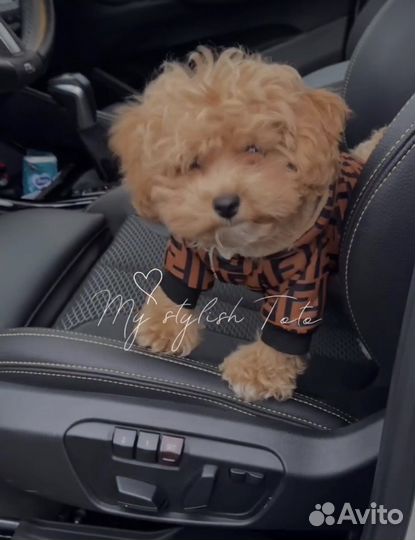 Утепленная куртка-шуба на маленькую собачку