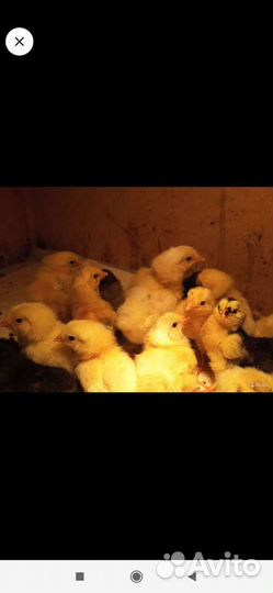 Куры молодки