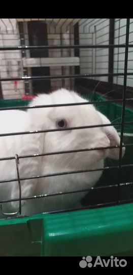 Кролик декоративный 